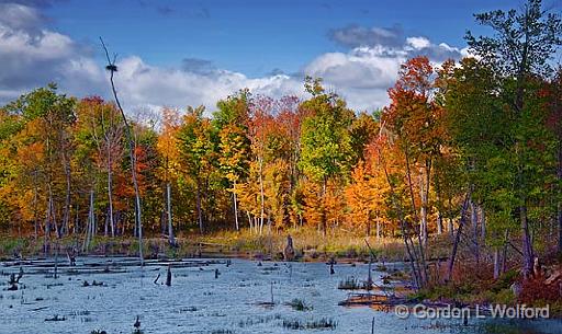 Autumn Marsh_22978.jpg - Photographed at Rideau Lakes, Ontario, Canada.